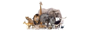 Zoo